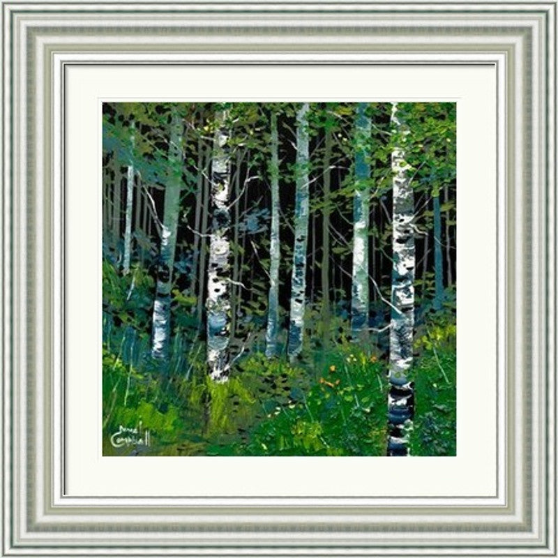 Silver Birches In Summer by Daniel Campbell