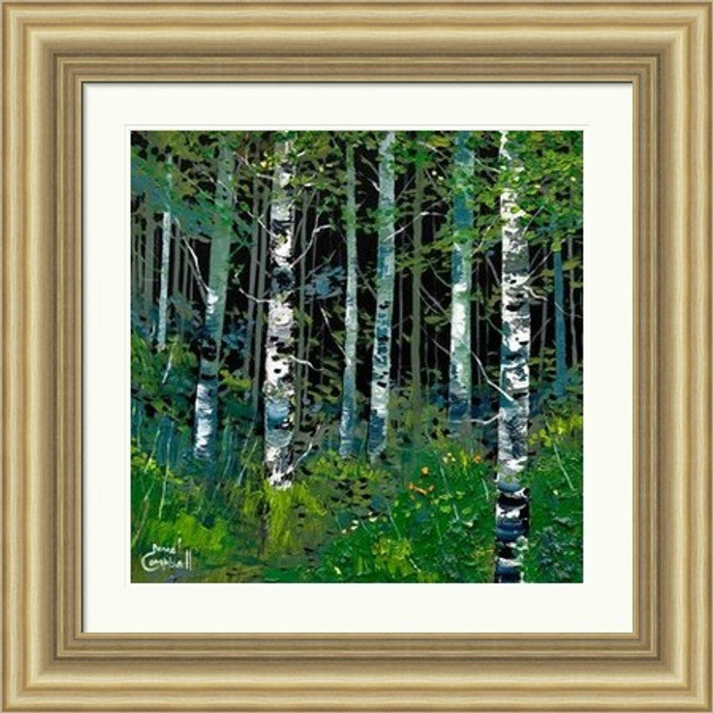Silver Birches In Summer by Daniel Campbell