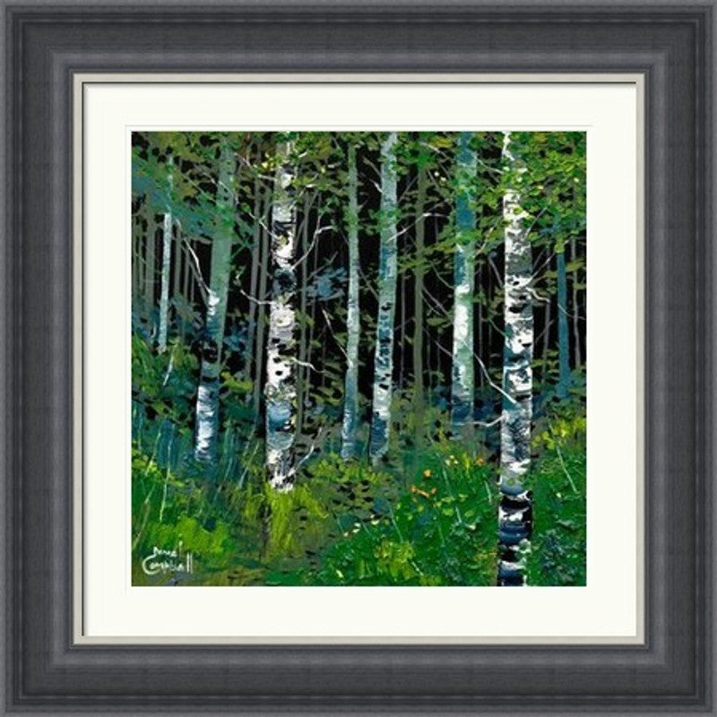 Silver Birches In Summer by Daniel Campbell