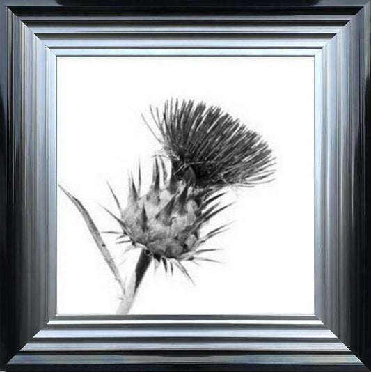 Thistle Black and White