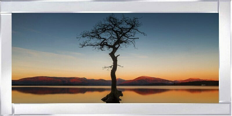Reflected Tree, Loch Lomond