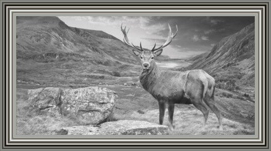 Stag - Black and White