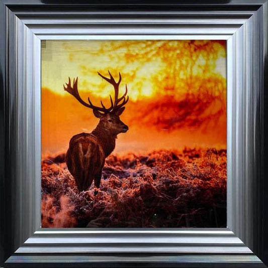Stag In Golden Sunset