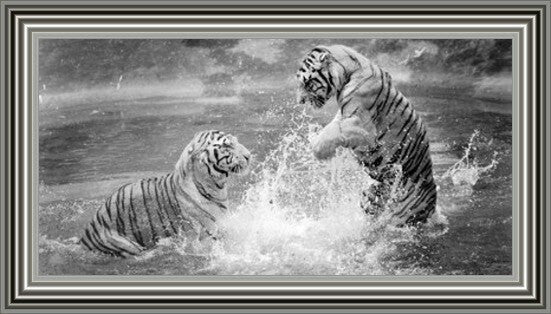 Splashing Tigers