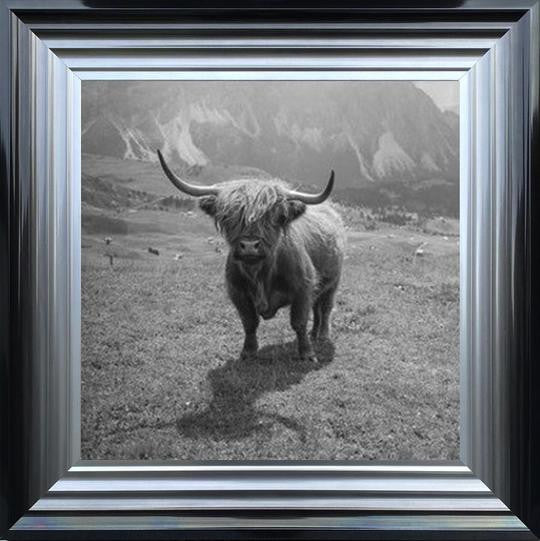 Highland Cow - Black and White