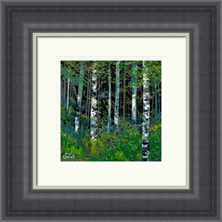 Silver Birches In Summer by Daniel Campbell