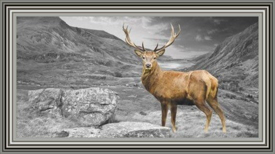 Stag - Colour Splash