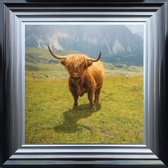 Highland Cow - Colour