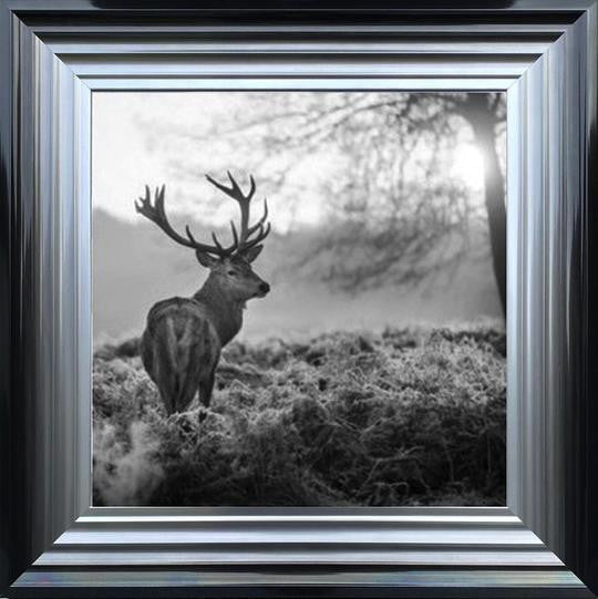 Stag In Golden Sunset - Black and White