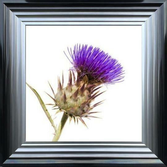 Thistle