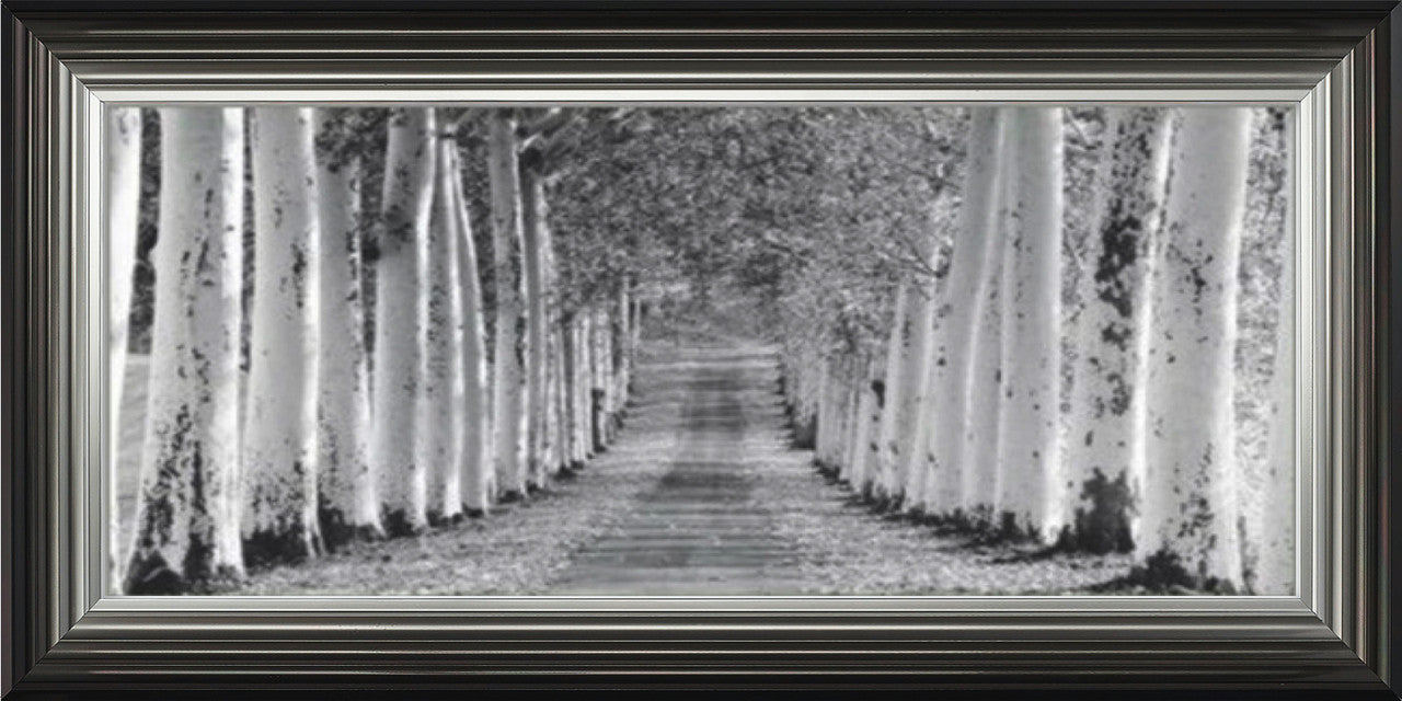 Tree Lined Walk