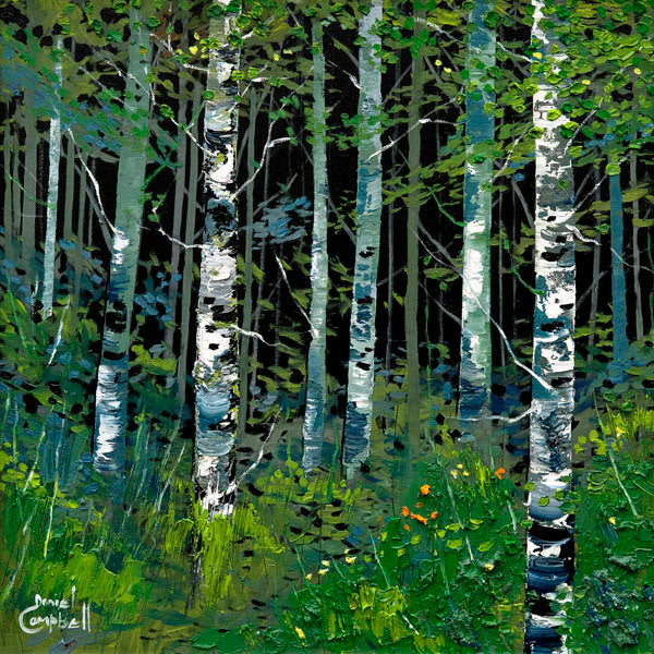Silver Birches In Summer by Daniel Campbell
